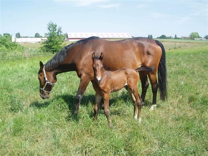 Dansk Varmblod Zander Divine billede 15