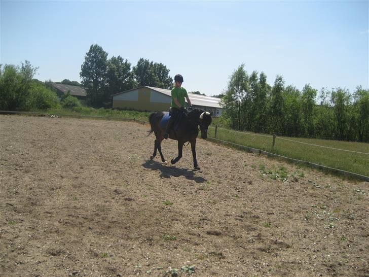 DSP okay charlie! SOLGT ;( - dressur stjerne er han oss ! billede 9