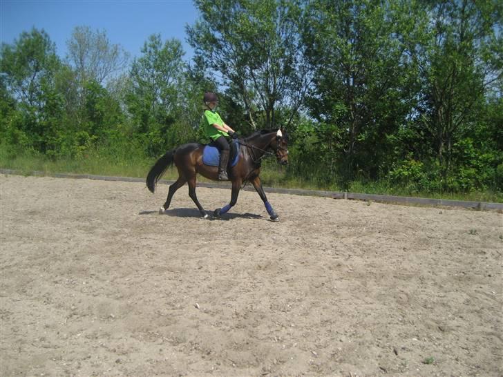 DSP okay charlie! SOLGT ;( - skrådt igennem  fri trav ! billede 10