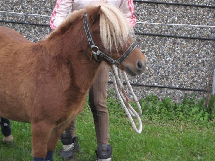 Shetlænder lucas :D - :D billede 16