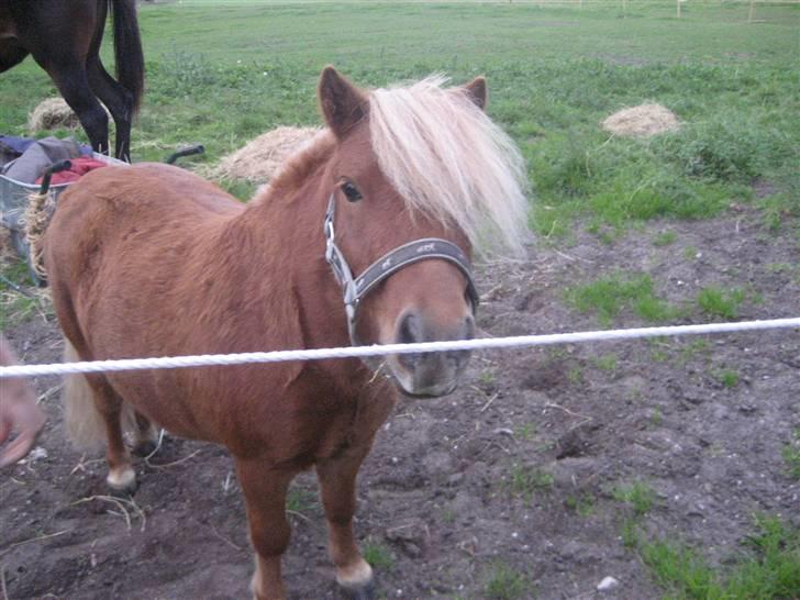 Shetlænder lucas :D - seee ham li! billede 17