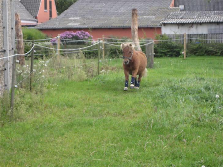 Shetlænder lucas :D - NUUURH  billede 18