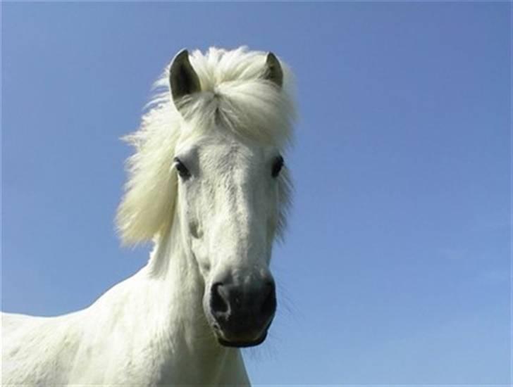 Anden særlig race Pjuske<3 - Pjuske på folden(: billede 1