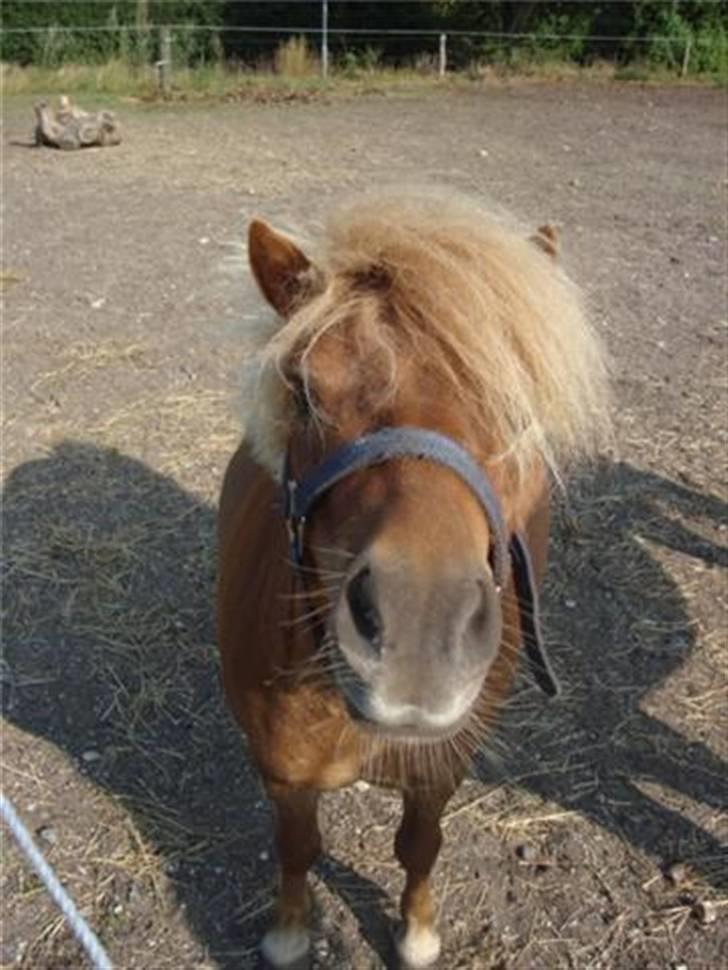 Shetlænder lucas :D - HEHE :D billede 19