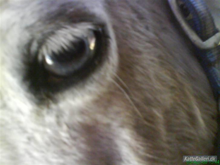 Anden særlig race Pjuske<3 - Hendes glas øje:)  billede 2