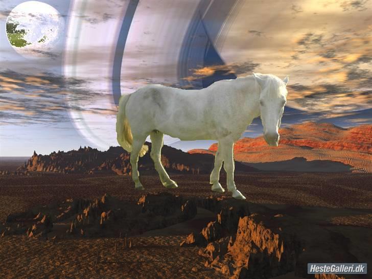 Anden særlig race Pjuske<3 - Flot billede(: billede 4