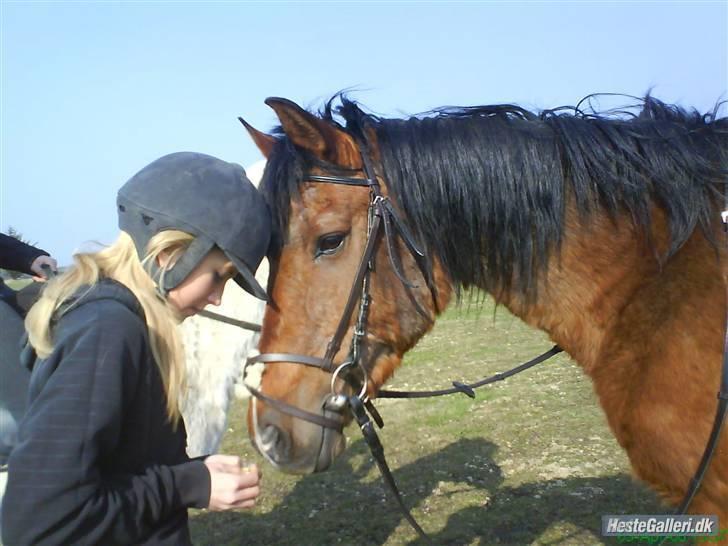 Sportsaraber (A) stald pilevejs Marco - Marco&Miq(: billede 1