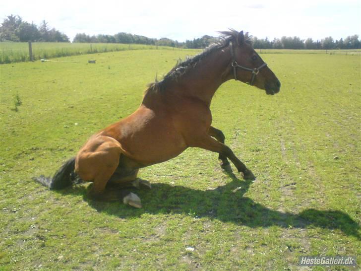 Sportsaraber (A) stald pilevejs Marco billede 6