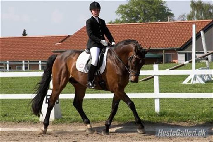 Dansk Varmblod Rubinstar *solgt* billede 15