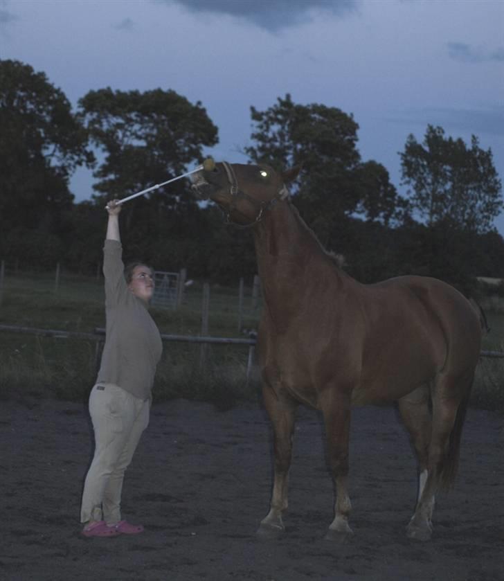 Oldenborg Ensock af Dybendal - Jeg giver kun begrundelse for lav. Ellers læs det jeg har skrevet under kommentarer. Husk på at kommentarerne er til at kommenterer hesten, og ikke andet! Derfor vil personer der bliver ved med at bryde denne regel blive meldt til HA´erne!!! billede 1