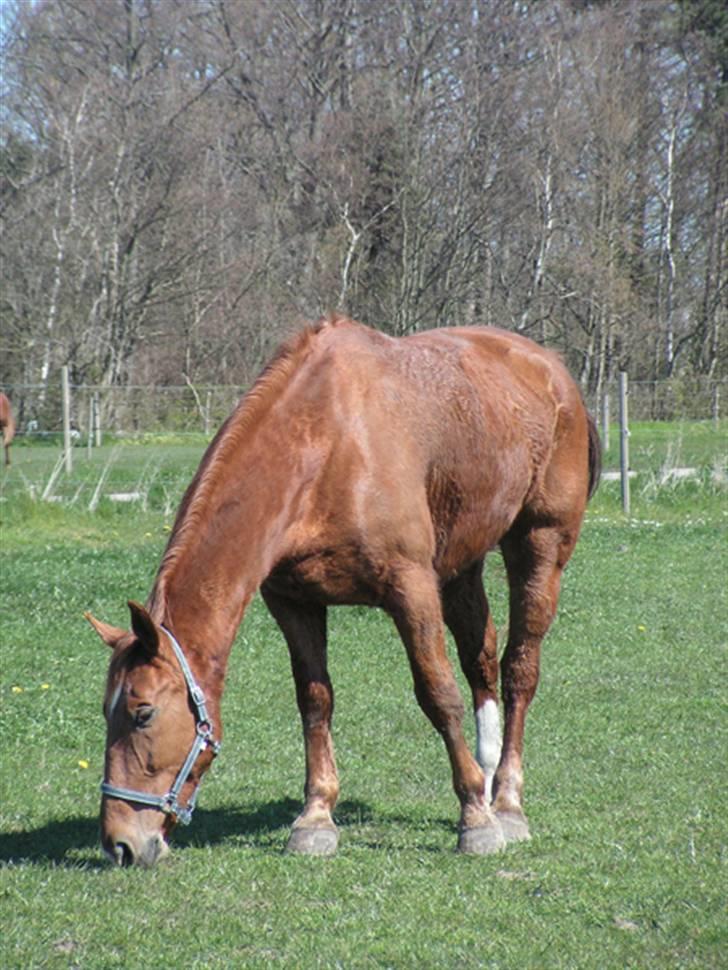Oldenborg Ensock af Dybendal billede 2