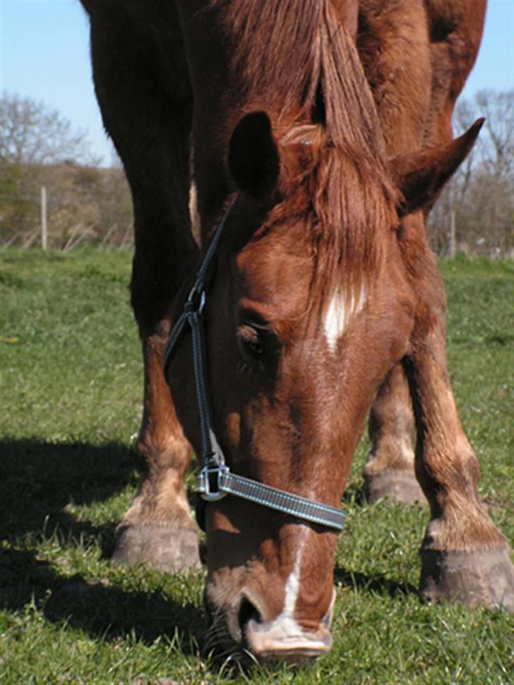 Oldenborg Ensock af Dybendal billede 3