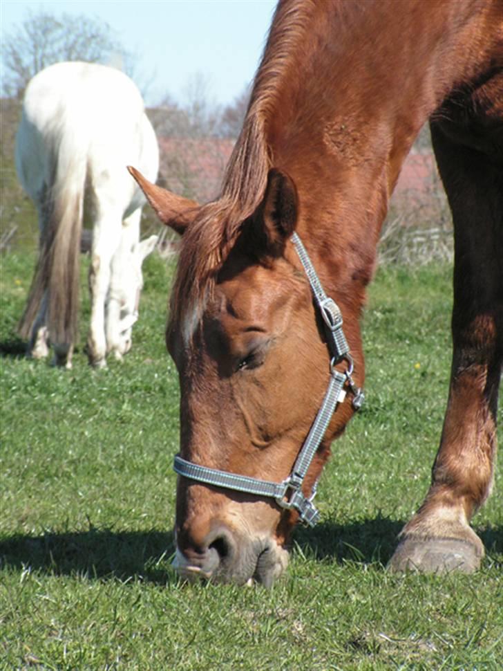 Oldenborg Ensock af Dybendal billede 4