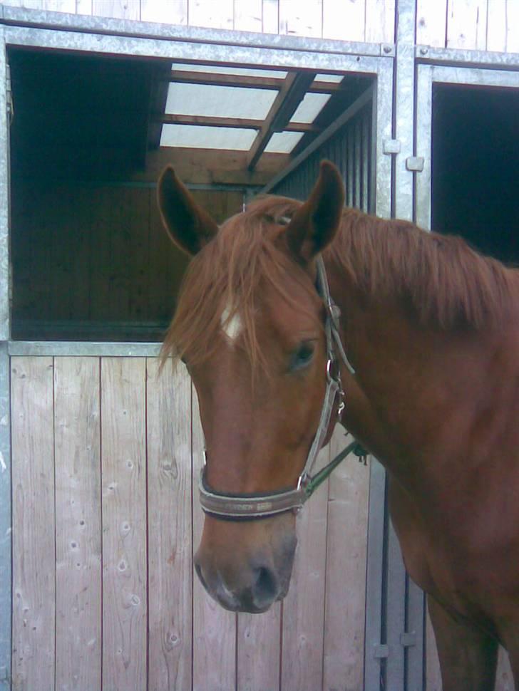 Anden særlig race Baloo. <3 R.I.P: - velkommen ;) det er hvor mig og ida venter på dyrelægen kommer. ved min gamle ejer. til handelsundersøgelse. billede 1