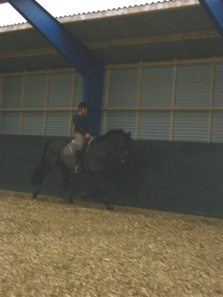 Dansk Varmblod Feli Rex - Træls med kvaliteten ! Men ok trav (:   billede 14