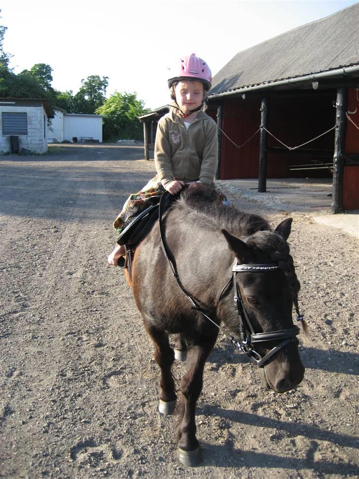 Shetlænder Sylvester V.D.Graafschap - Laura og sylvester på ride tur. billede 11