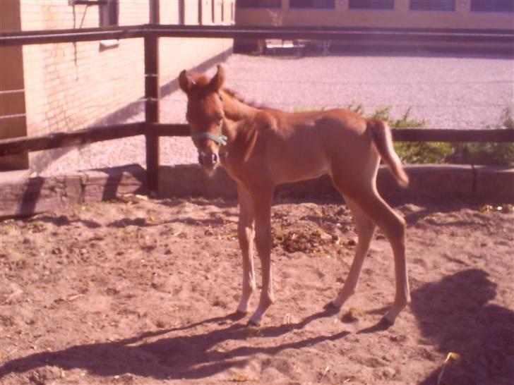 Arabisk fuldblod (OX) Shahefa MG Ibn ibn Wash billede 4