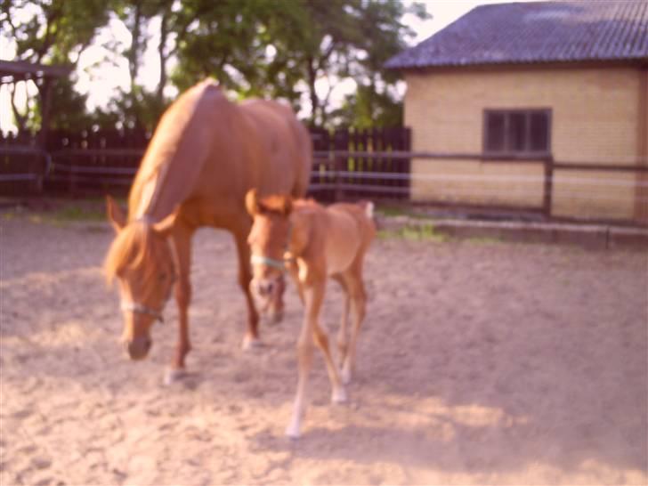 Arabisk fuldblod (OX) Shahefa MG Ibn ibn Wash billede 5