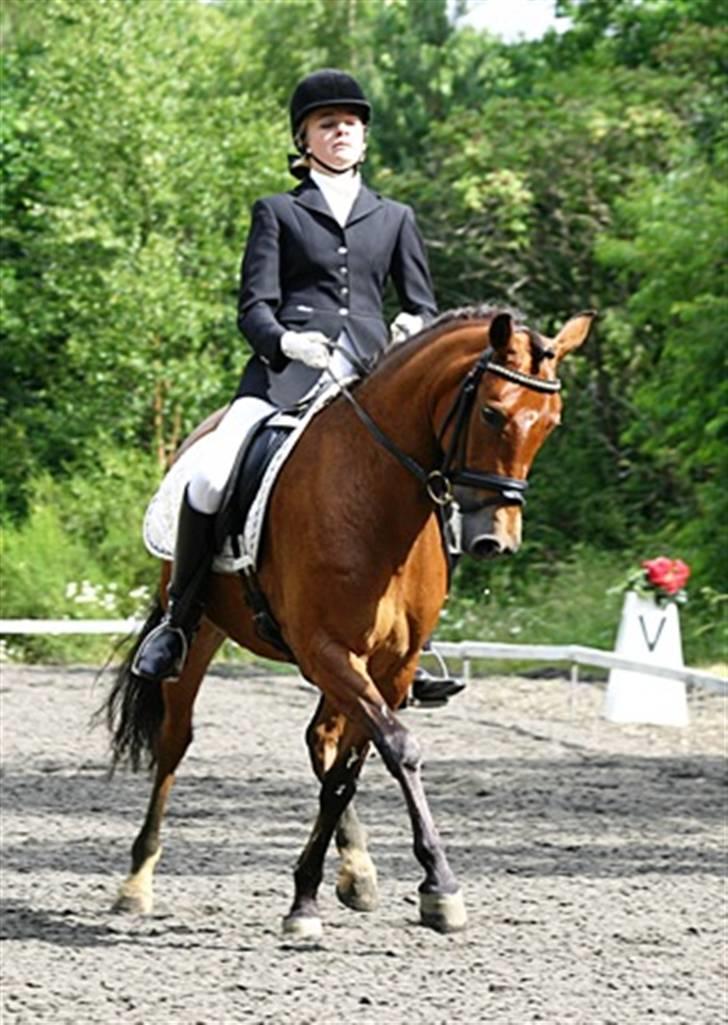 New Forest Odbjergs Idol- solgt - Landsstævne i Birgittelyst 2007 billede 1