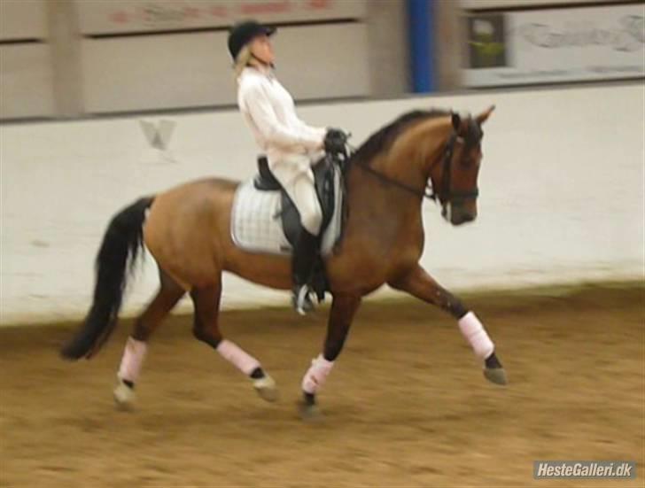 New Forest Odbjergs Idol- solgt - Elskede pony billede 9