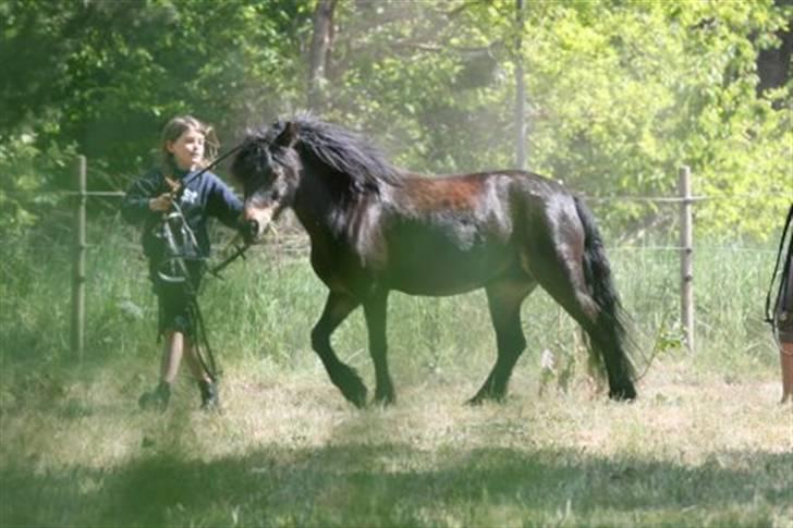 Dartmoor frida Dunemose *solgt billede 9