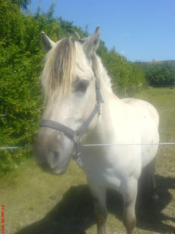 Fjordhest Figgo  - Figgo billede 9