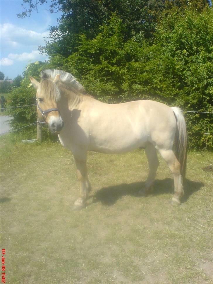 Fjordhest Snuggi - Nuller (: billede 15