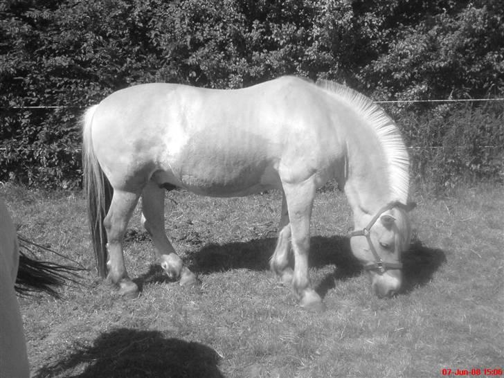 Fjordhest Snuggi - Snuggi min ældeste :) <3 billede 16