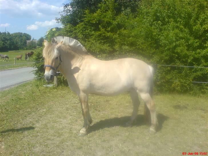 Fjordhest Snuggi - Snuggi buggi  billede 17