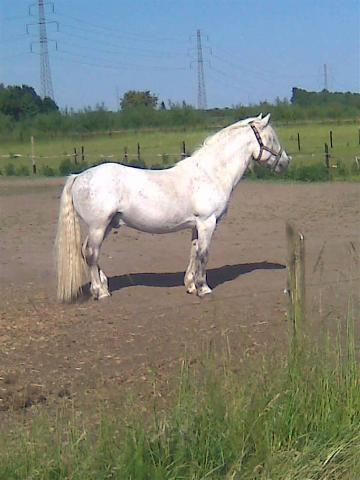 Anden særlig race Vilstrands Luffe - pæn og ren  billede 11