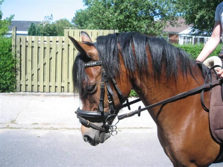 Hollandsk Sportspony Idem dito (solgt) - Dito´pigens profil :) billede 1