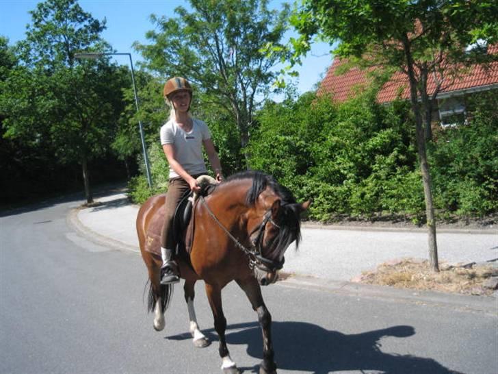 Hollandsk Sportspony Idem dito (solgt) - Nanna & Dito på tur ;) billede 2