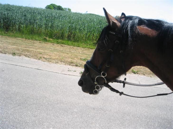 Hollandsk Sportspony Idem dito (solgt) - Tullen´s flotte hoved ;) billede 3