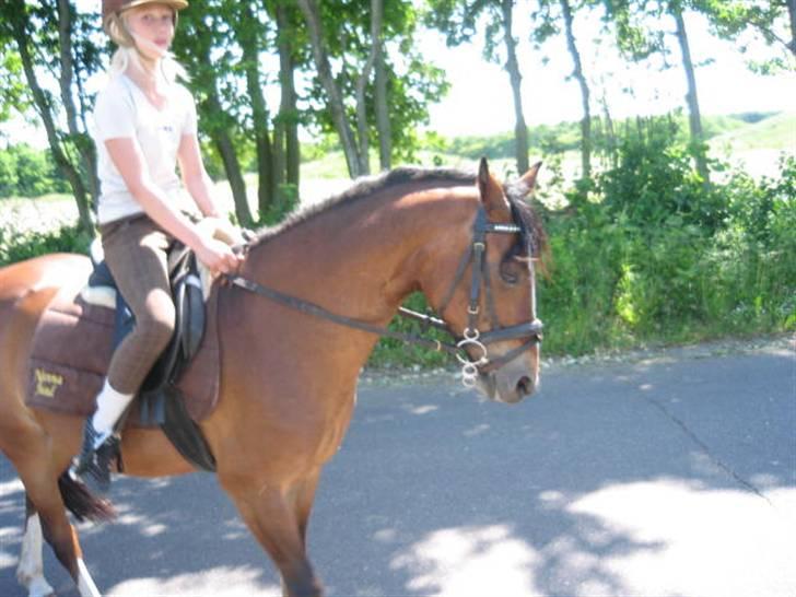 Hollandsk Sportspony Idem dito (solgt) - Igen på tur! :D billede 4