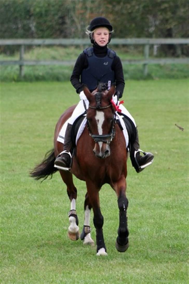 Hollandsk Sportspony Idem dito (solgt) - Nanna og Dito´s første stævne :) . 1. pladsen og en pokal , det kunne ikke være bedre :) billede 5