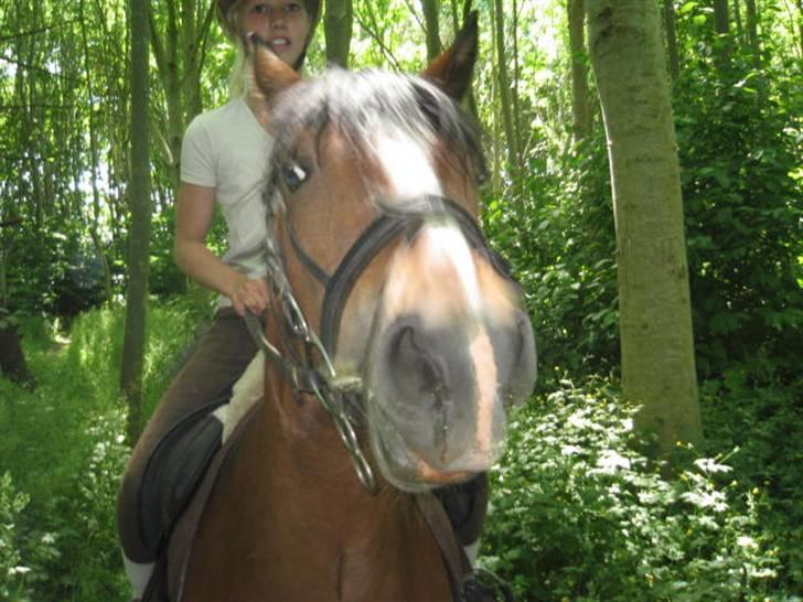 Hollandsk Sportspony Idem dito (solgt) - Dito´s........ Mule? :b billede 6