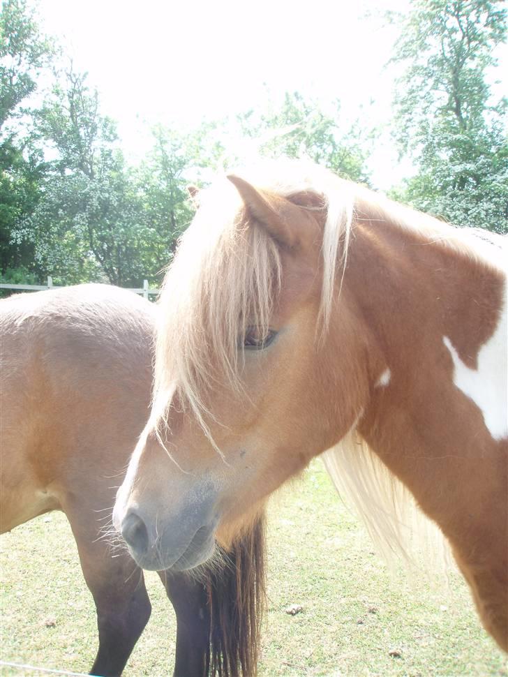 Islænder Fina billede 6