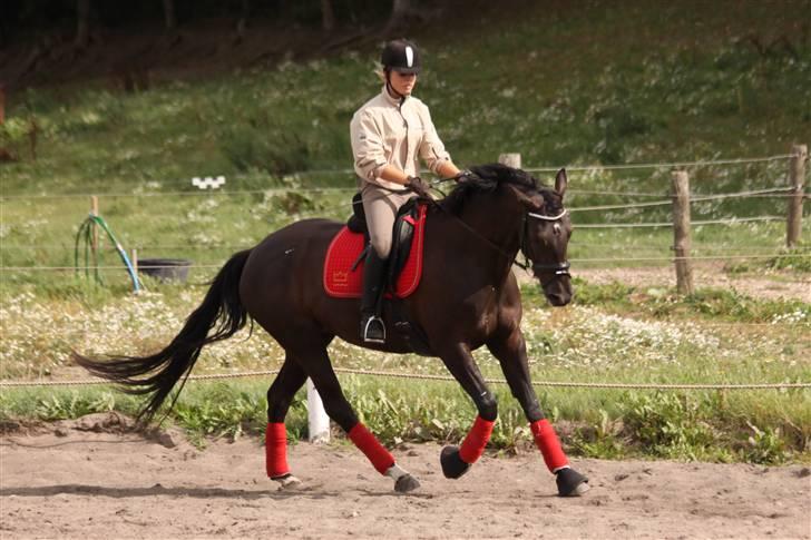 Dansk Varmblod Naia R.I.P   08-07-2010 - mig & Naia i gallop :D  billede 11