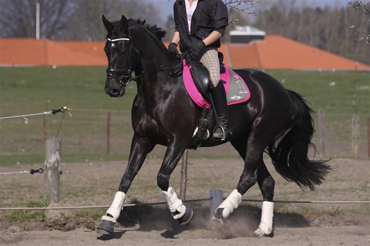 Dansk Varmblod Naia R.I.P   08-07-2010 - os igen <3 syntes selv a vi er et godt par ;D billede 15