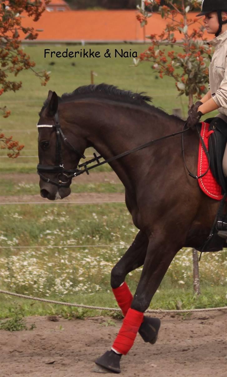 Dansk Varmblod Naia R.I.P   08-07-2010 - hele naia , hun er jo en skøn hest <3<3 hun er den bedste i verden <3<3 billede 16