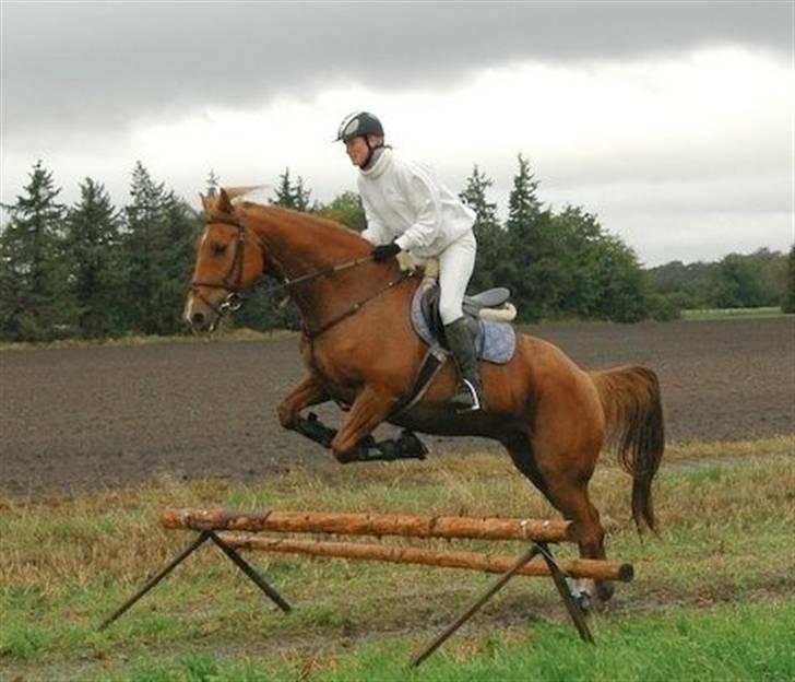Belgisk varmblod Urano † - Til jagt. billede 1
