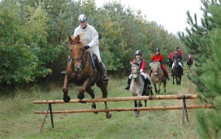 Belgisk varmblod Urano † billede 2