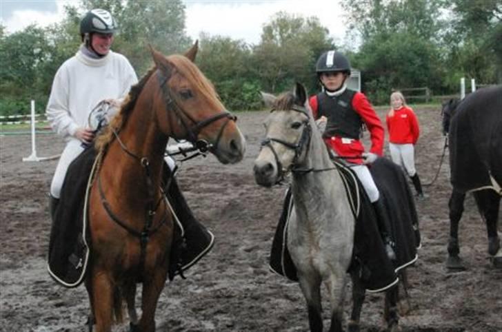 Belgisk varmblod Urano † - Vi vandt opløbet.:) billede 3