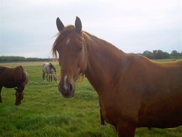 Belgisk varmblod Urano † billede 4