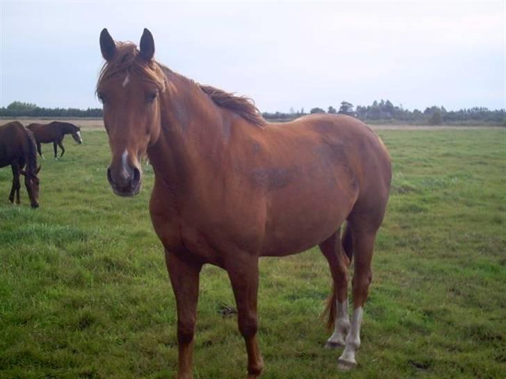 Belgisk varmblod Urano † billede 5