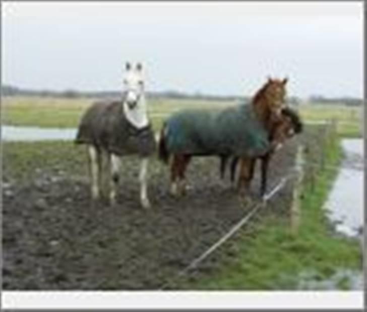 Belgisk varmblod Urano † - På fold med Manse og Capri. billede 6