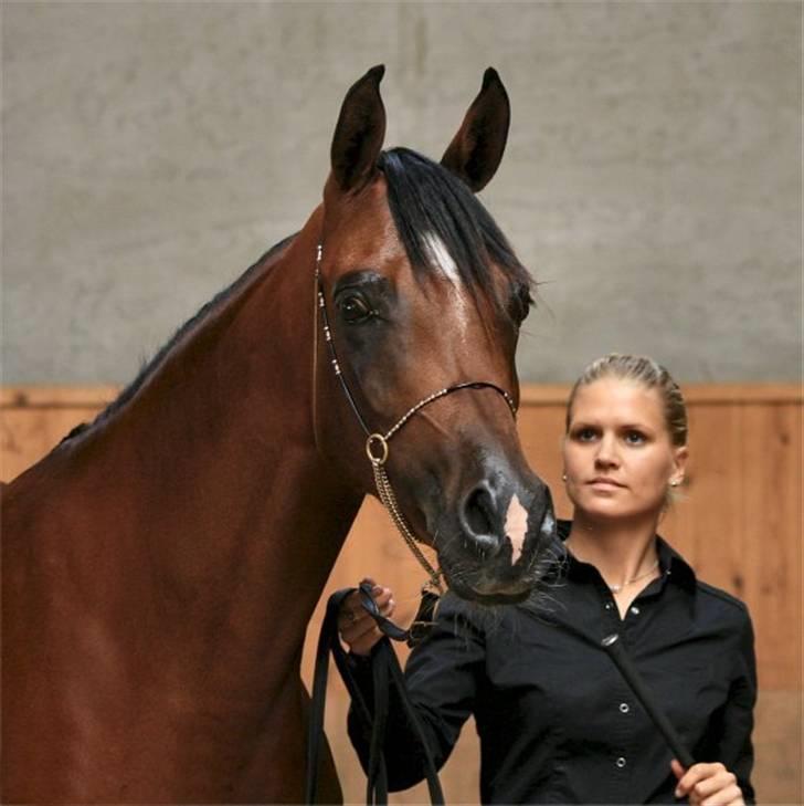 Arabisk fuldblod (OX) Sweet Miss D. - SOLGT -  billede 13
