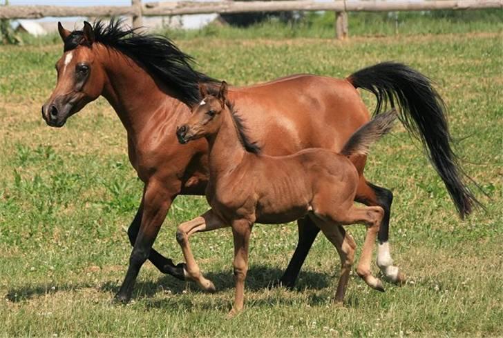 Arabisk fuldblod (OX) Sweet Miss D. - SOLGT -  billede 14