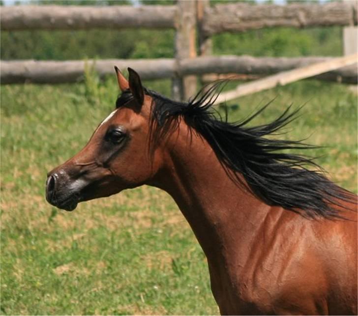 Arabisk fuldblod (OX) Sweet Miss D. - SOLGT -  billede 15