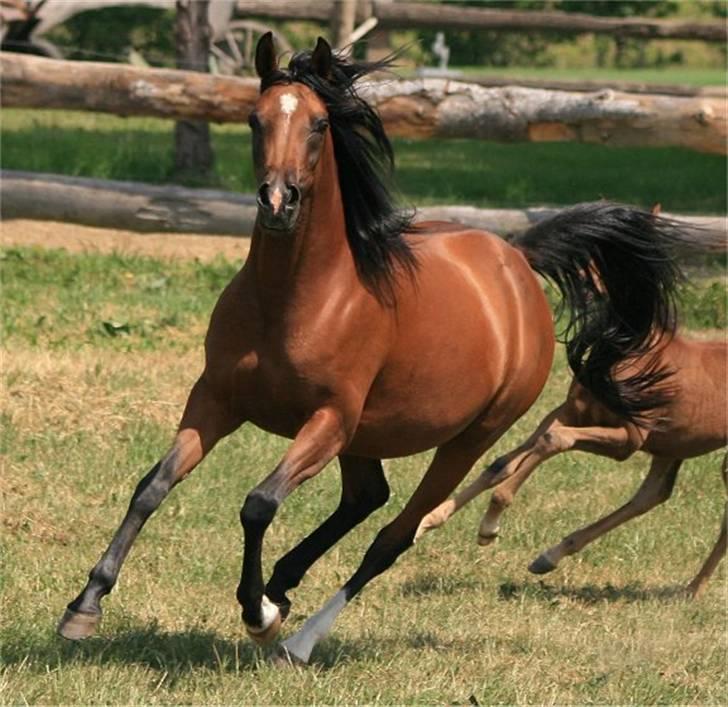Arabisk fuldblod (OX) Sweet Miss D. - SOLGT -  billede 16